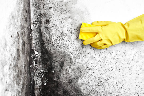 Mold Removal Process in Pevely, MO