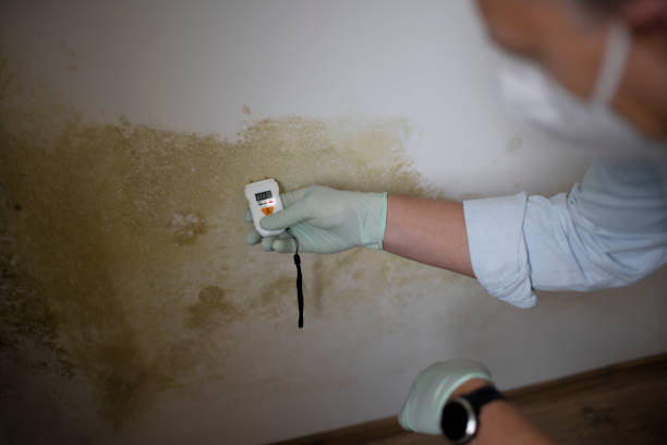 Best Local Mold Removal Service  in Pevely, MO