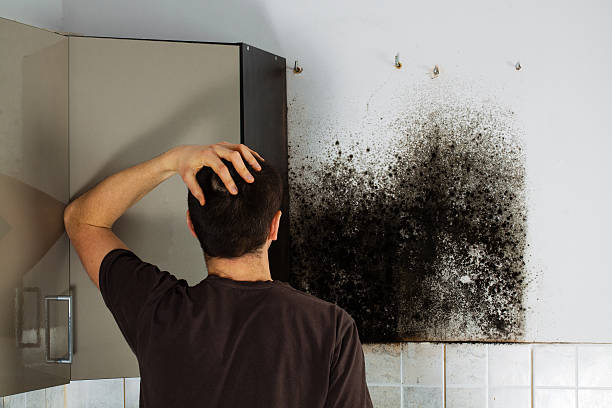 Best Toxic Mold Removal  in Pevely, MO